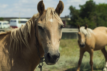 Канадцы планируют лечить коронавирус ветпрепаратом для лошадей